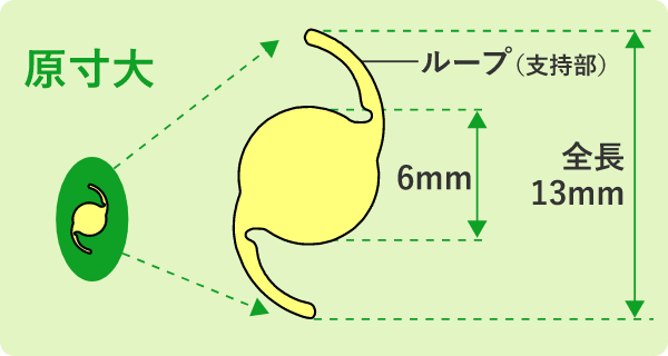 眼内レンズ 原寸大